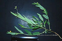 Yolox 2473 Lysiloma microphylla.jpg