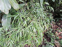 JF092 1248 Lasiacis nigra.jpg