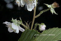 ME010 JA 00594 Rubus schiedeanus Steud., 1841.JPG