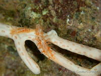 AEG0105 Tritonia pickensi.jpg