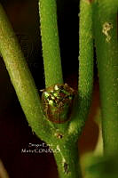 SM0559 Charidotella succinea.jpg