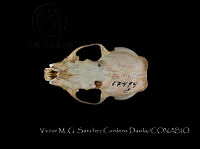 VMS-CD0003 Conepatus leuconotus.JPG