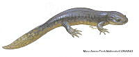 MAPM1314 Ambystoma lermaense_adulto.jpg