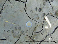 PJ016 0465 Leopardus wiedii.JPG