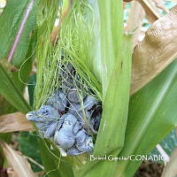 ZG013 0189 Ustilago maydis.jpg