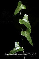Huitz 1985 Smilax vona-nox.jpg