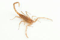 MASM07694 Vaejovis sp..jpg