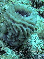 NE018 0185 Callyspongia (Cladochalina) plicifera.jpg