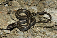 ECA0089 Rhadinaea hesperia.jpg