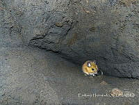 EH001 Peromyscus melanotis.jpg