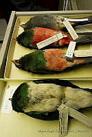 MASM04540 Trogon massena.jpg