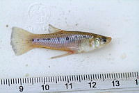 LI006 022 Poeciliopsis gracilis.jpg