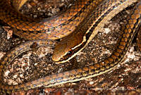 ECA0285 Rhadinaea myersi.jpg
