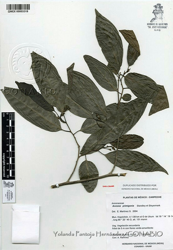 YPH0198%20Annona%20primigenia.jpg.rifr5If0MW1ZF81hQA3g0JtbmFja29CbnFuZ3NAbXJ6LGtwZwA.QXAuu4tt4w