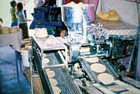 FGM0022 Zea mays.JPG