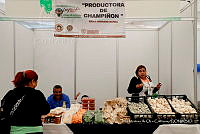 IMDOC Hong 0185 Venta de hongos.jpg