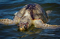 FBA0995 Caretta caretta.jpg