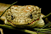 MDL0008 Abronia lythrochila.jpg