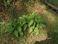 RG016 0594 Rumex crispus.jpg