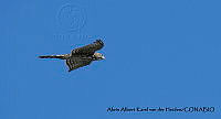 AAKVDH 0312 Accipiter cooperii.JPG