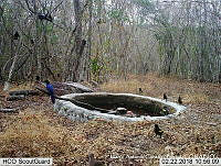 MAGB 0175 Cassiculus melanicterus.JPG