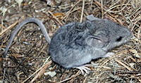IE003 0057 Peromyscus pectoralis.jpg