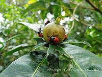 AOGG001 Euthyrhynchus floridanus.jpg