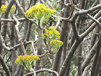 ETorres IMG_4250.jpg