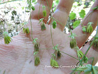 PCC002 Thalictrum strigillosum.JPG