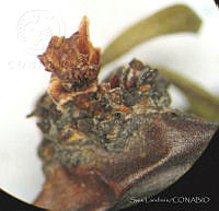 SL1585 Jatropha dioica.jpg