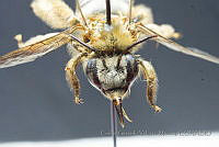 CGVM1232 Svastra nevadensis.jpg