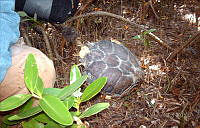 ESN012 Eretmochelys imbricata.jpg