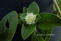 ME010 KV 01925 Gomphrena serrata L., 1753_.JPG