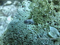 NE018 0819 Stenoplax.jpg