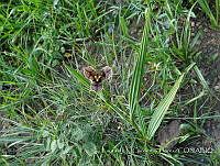 LCF0200 Tigridia vanhouttei.jpg