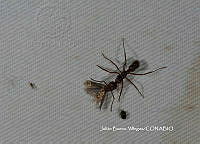 JBV049 Formicidae.JPG