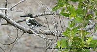 AAKVDH 0138 Chloroceryle americana.JPG