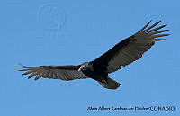 AAKVDH 0216 Cathartes aura.JPG