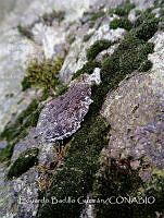 EBG002 Dryophytes arenicolor.jpg