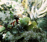BDP0061 Stypopodium zonale.jpg