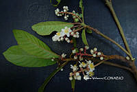 ME010 KV 02501 Saurauia Willd., 1801.JPG