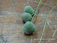 MRG-2018-685A Trichilia americana (MEGA-27feb18-i).JPG