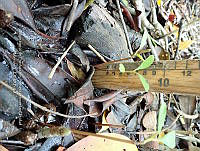 UM001 0203 Laguncularia racemosa.jpg