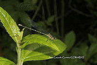 JCC0124 Argia translata.JPG