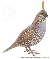 MAPM0663 Callipepla douglasii.jpg