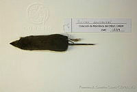 FXGC0239 Sorex saussurei.jpg