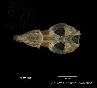 LESS 0059 Sorex saussurei ssp. saussurei.JPG