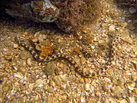 ALCM035 Myrichthys tigrinus.JPG