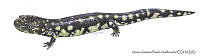 MAPM0704 Ambystoma velasci.jpg