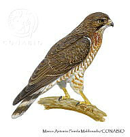 MAPM1300 Buteo platypterus.jpg
